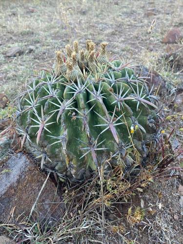 a green cactus settlingmoilmoilmoilmoilmoilmoilmoilmoilmoilmoil at Casa Elim-Oaxaca in Teotitlán del Valle