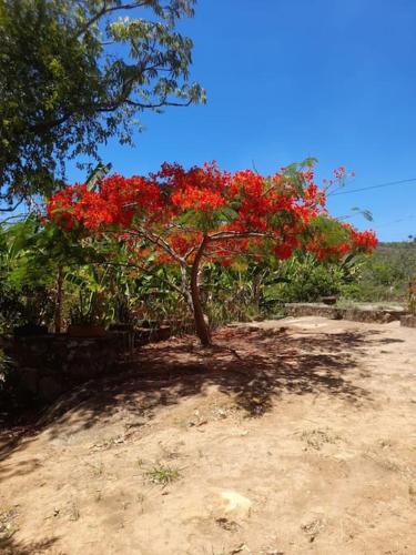 a tree with red flowers on it in the dirt at Sítio bem localizado em Triunfo in Triunfo