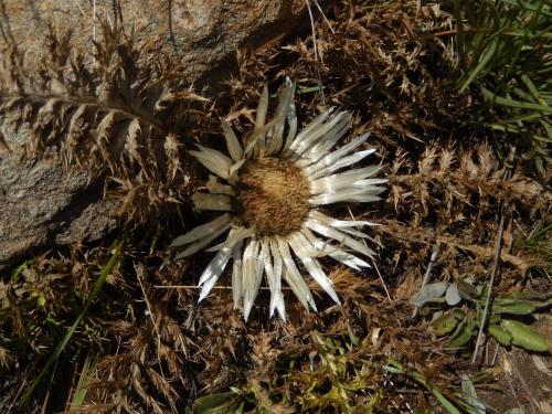 a white flower laying on the ground at Albergo du Soleil in Cogne
