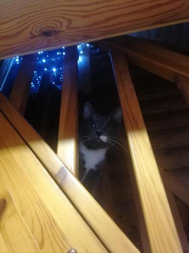 Animal ou animaux domestique(s) séjournant avec des clients dans l'établissement Tirtsu puhkemaja