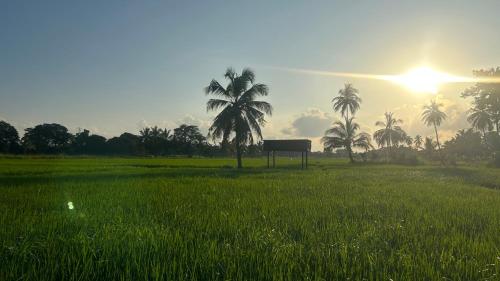 a field with palm trees and the sun in the sky at New Haven Polonnaruwa in Polonnaruwa