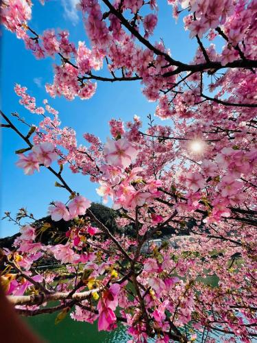 a tree full of pink flowers in the sky at Patagonia Home in Shimoda