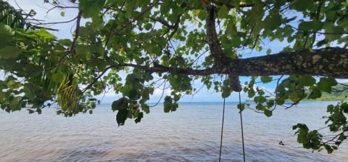 a tree with swings hanging from it in front of the ocean at Fare Mama Rota - au bord de l'océan in Taputapuapea