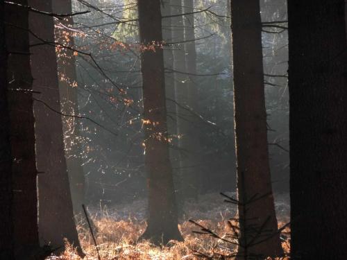 a foggy forest with trees in the foreground at Ferienhaus an der Grenze zu Hamburg Zentrale Lage in Neu Wulmstorf