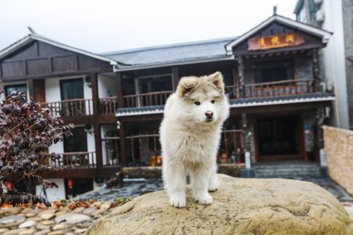 a dog standing on a rock in front of a house at Zhangjiajie Mountainside in Zhangjiajie