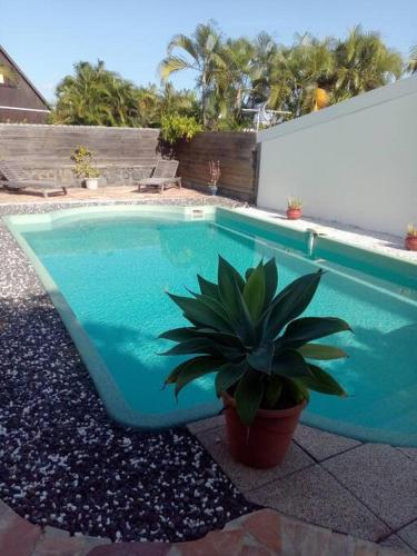 a blue swimming pool with a potted plant next to it at Ti Caz Emma in La Possession