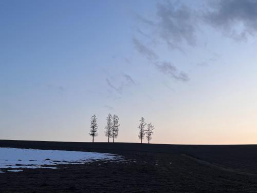 trois arbres dans un champ avec le ciel en arrière-plan dans l'établissement Sound Garden Biei, Forest, à Shibinai
