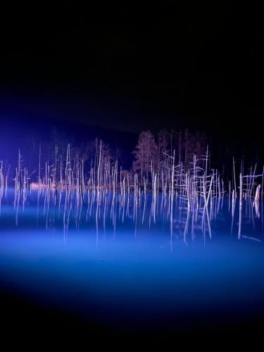 un groupe d'arbres dans l'eau la nuit dans l'établissement Sound Garden Biei, Forest, à Shibinai