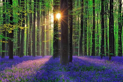 a field of purple flowers in a blue forest at Il Casolare in Beersel