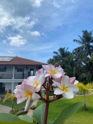 a group of pink and white flowers in front of a house at Sea Star Boutique Hotel in Hikkaduwa