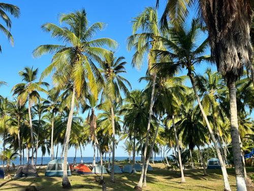 a group of palm trees on the beach at CASA DE CAMPO CASTILLETE dentro del PARQUE TAYRONA in El Zaino