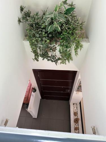 a bunch of plants hanging from a ceiling at Villa Ariadni in Patra