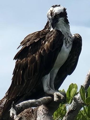 a bird perched on top of a tree branch at Egret - 1st Floor Freshly Updated Kit W&D 3 Miles to Beach in Bonita Springs