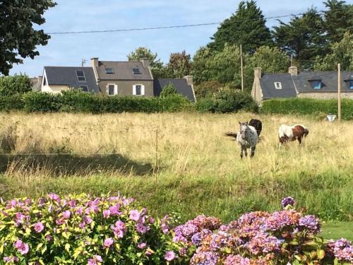Tiere im Ferienhaus oder in der Nähe