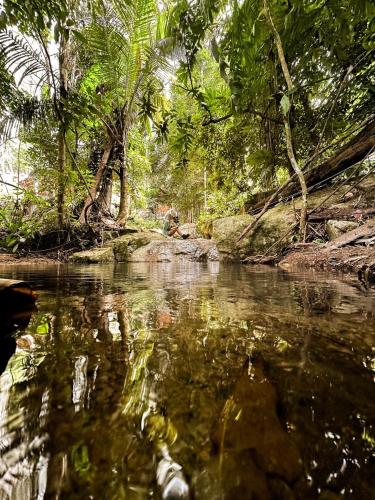 a river in a jungle with trees in the background at SZ Samui Glamping in Ban Sa Ket