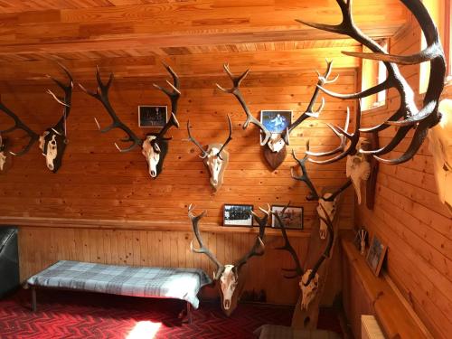 a room with a wall with antlers on the wall at Pilskalni in Īvande