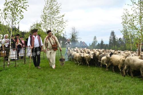 two men are herding a herd of sheep in a field at Penzión Zbojnícky Halaš in Tisovec