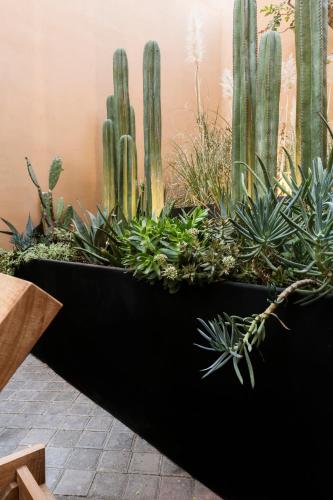 Fotografie z fotogalerie ubytování Macondo Arte Oaxaca v destinaci Oaxaca