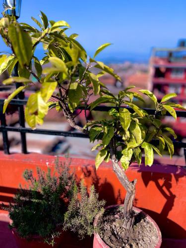Imagen de la galería de Taleju Grand Hotel, en Bhaktapur