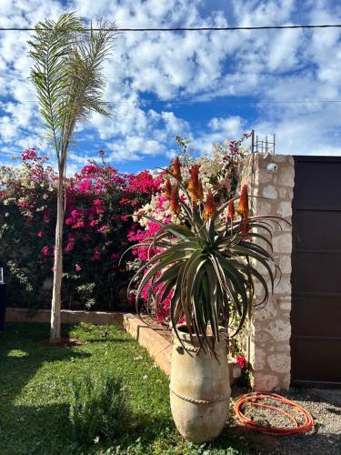 a large pot with a plant in a yard at Villa Ehzzara piscine chauffée in Essaouira