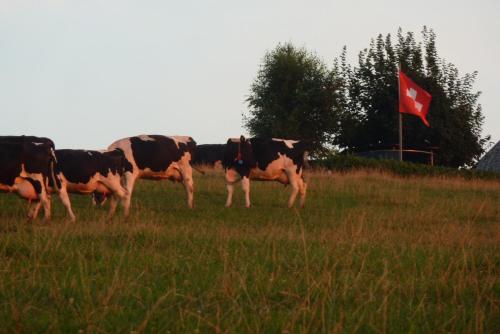 Animales en el bed and breakfast o alrededores