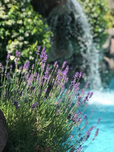 Ein Garten an der Unterkunft Hotel Zum Mohren