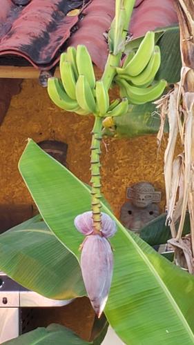a bunch of bananas hanging from a banana tree at Casa Colonial Estate, Cozumel in Cozumel