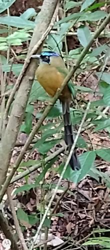 Animales en la villa o alrededores