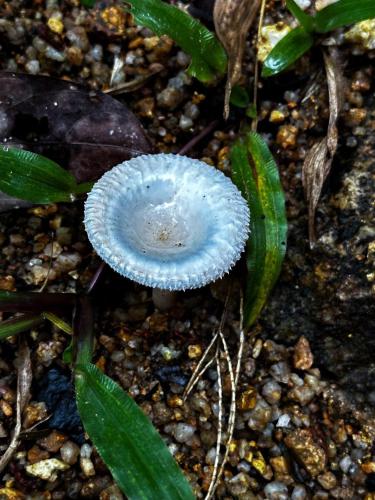 a blue mushroom sitting on the ground next to leaves at SZ Samui Glamping in Ban Sa Ket