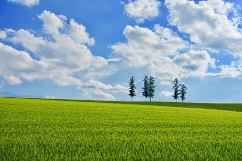 three trees in the middle of a green field at FuranoSky - White in Furano