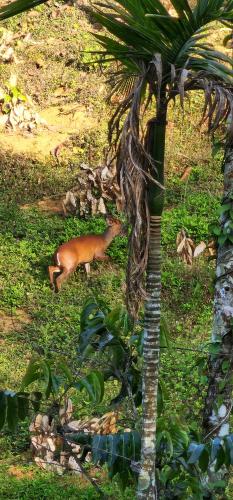 a deer grazing in the grass next to a palm tree at TREE6 WAYANAD in Vythiri