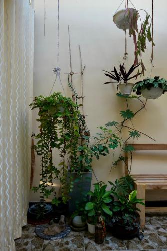 a room with a bunch of plants on a wall at The Bliss Hostel Kandy in Kandy