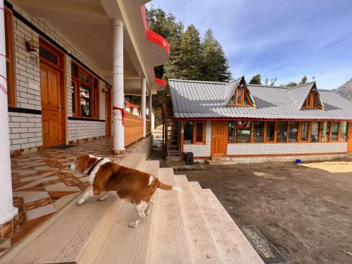 a brown and white dog standing outside of a building at Secrets of Parvati in Kalgha