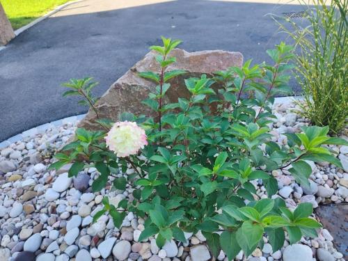 a flower in a gravel garden with a rock at Gîte la p'tite rivière in Saint-Nabord