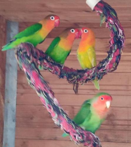 three birds are sitting on a branch at Gîte la p'tite rivière in Saint-Nabord