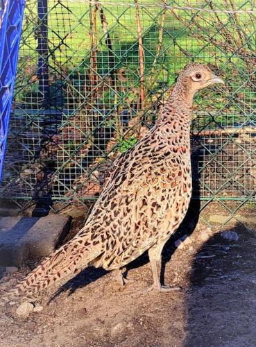 a bird standing in front of a fence at Gîte la p'tite rivière in Saint-Nabord