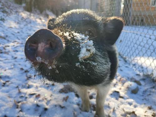 a pig standing in the snow in a fence at Gîte la p'tite rivière in Saint-Nabord