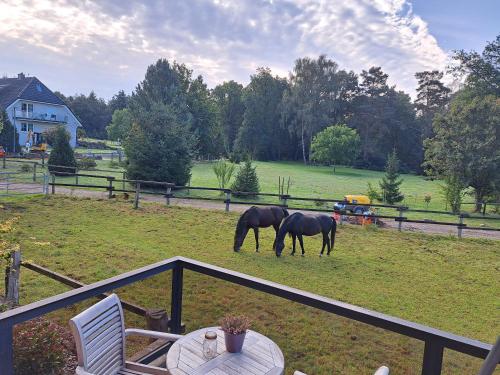 two horses grazing in a field next to a fence at Dat lütte Heidehotel Funk - Garni in Bispingen