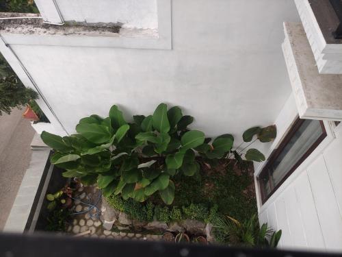 an overhead view of a garden with green plants at Homestay Omah Putih in Bendo