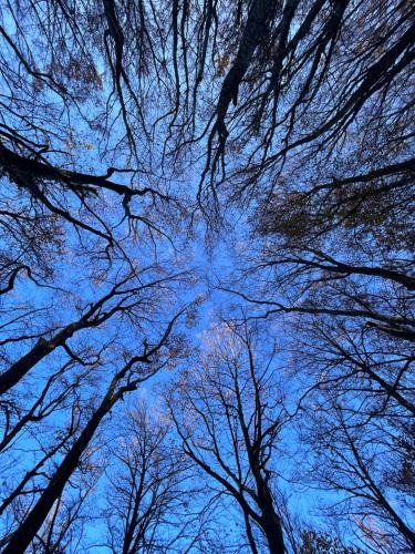 a view of the sky from the bottom of trees at Plitvice Village in Korenica