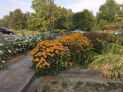 a bunch of flowers on the side of a sidewalk at West Linn Relaxing Entire Home WiFi TV Yard BBQ Eateries in West Linn