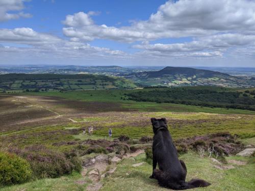 a black dog sitting on top of a hill at Cosy Stable at Oak Farm in Usk