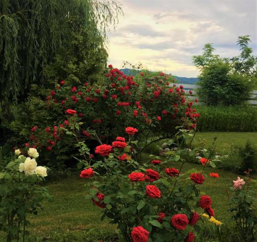 a garden filled with red and white roses at Conacul Malul Alb in Râmnicu Vâlcea