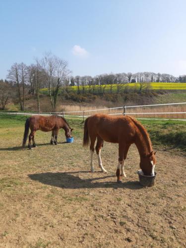 別荘の敷地内または近くにいる動物