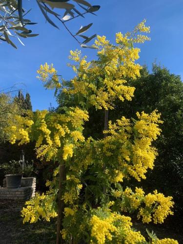 a tree with yellow flowers in a garden at Gîte Mas des ricochets in Aigremont