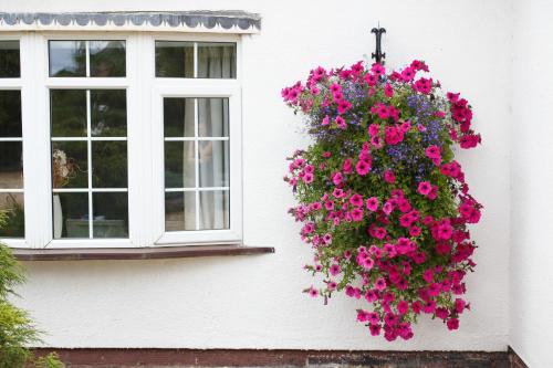 a hanging basket of pink flowers on the side of a building at Badgers Mount Hotel in Earl Shilton