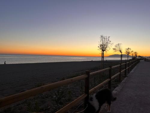 a dog standing next to a fence at the beach at Casa Las Toro Playa in Chilches