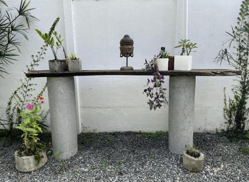 a table with potted plants on top of it at Casa Morpho Uvita Guesthouse in Uvita