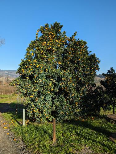 a tree full of oranges in a field at Quinta da Lage Agroturismo e Enoturismo in Celorico de Basto