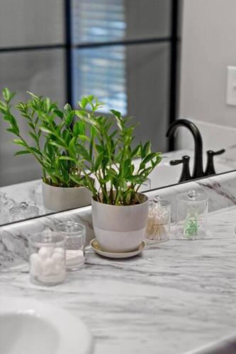 two plants sitting on a counter in a kitchen at ATV Trailer Parking/NEW/5 min to Natural Bridge in Campton